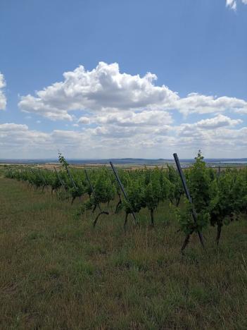 Prodej sadu/vinice, Starovice, 13493 m2