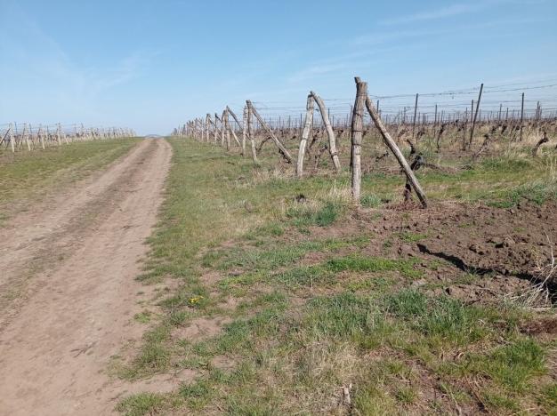 Prodej sadu/vinice, Valtice - Úvaly, 7078 m2