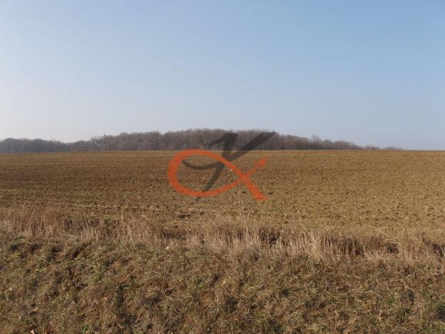 Prodej sadu/vinice, Dambořice, 1911 m2