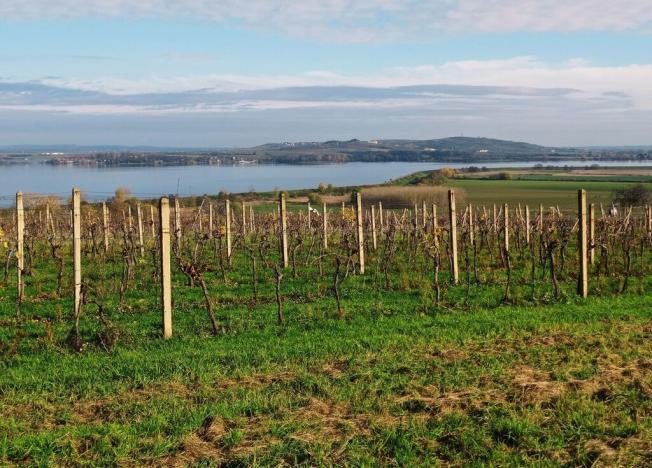 Prodej sadu/vinice, Pavlov, 9794 m2