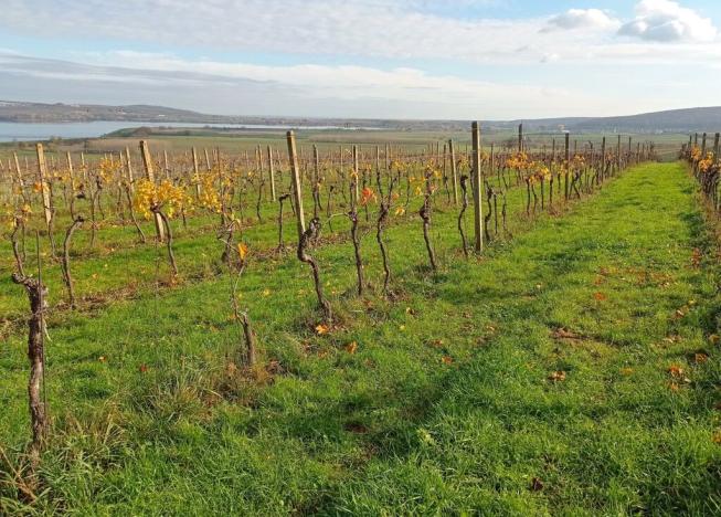 Prodej sadu/vinice, Pavlov, 9794 m2