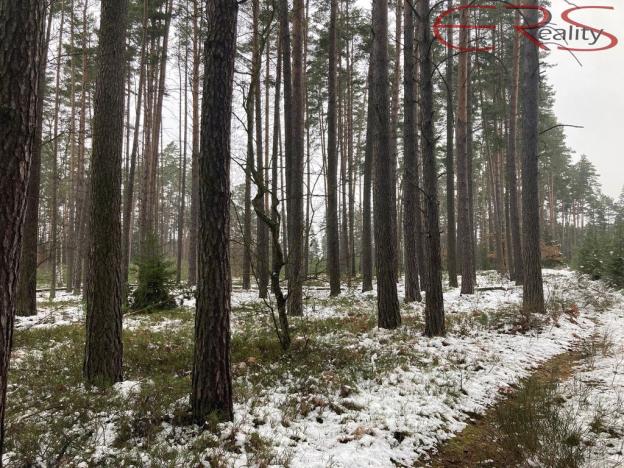 Prodej lesa, Plužná, 162122 m2