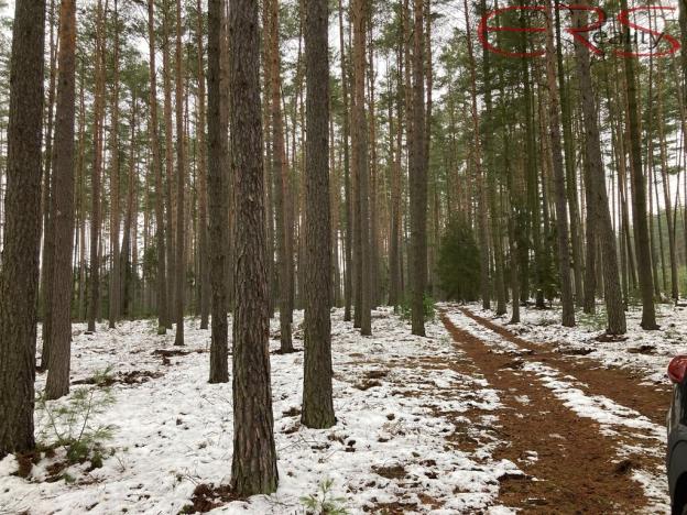 Prodej lesa, Plužná, 162122 m2