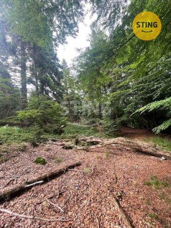 Prodej trvalého travního porostu, Košařiska, 6262 m2