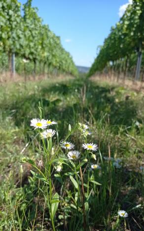 Prodej sadu/vinice, Dolní Dunajovice, Hlavní, 90769 m2