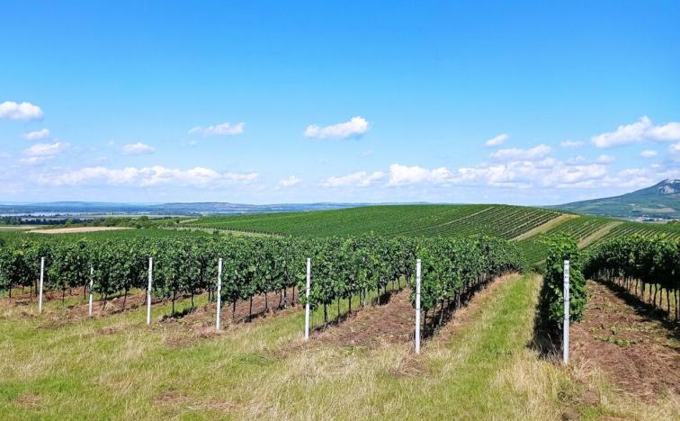 Prodej sadu/vinice, Dolní Dunajovice, Hlavní, 90769 m2