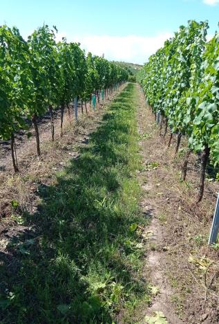 Prodej sadu/vinice, Dolní Dunajovice, Hlavní, 90769 m2