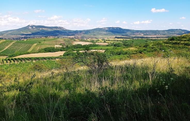 Prodej sadu/vinice, Dolní Dunajovice, Hlavní, 90769 m2