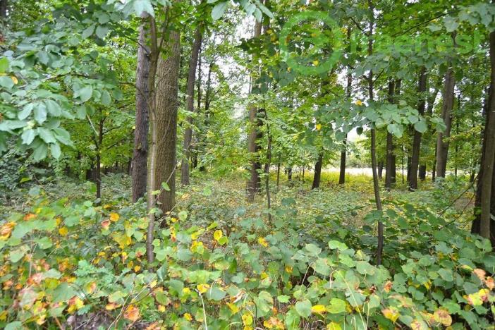 Prodej výrobních prostor, Chlumec nad Cidlinou, 517 m2