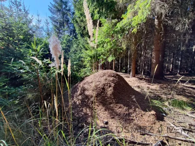 Prodej lesa, Žďár, 233155 m2