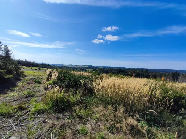 Prodej lesa, Žďár, 233155 m2