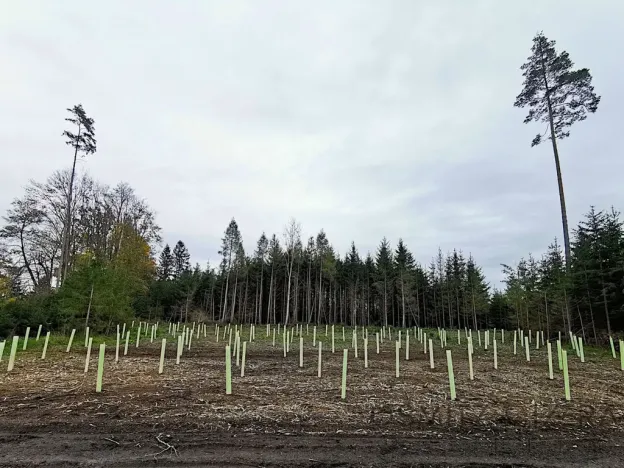 Prodej lesa, Žďár, 233155 m2