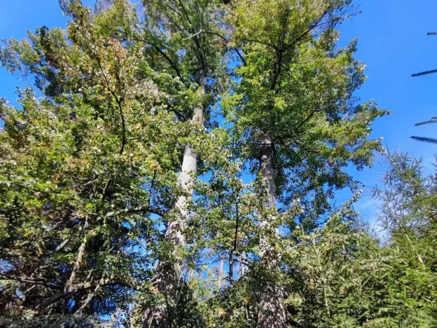 Prodej lesa, Žďár, 233155 m2