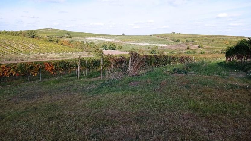 Prodej sadu/vinice, Dolní Dunajovice, 992 m2