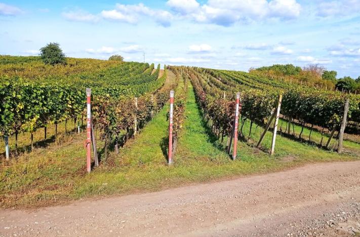 Prodej sadu/vinice, Dolní Dunajovice, 867 m2