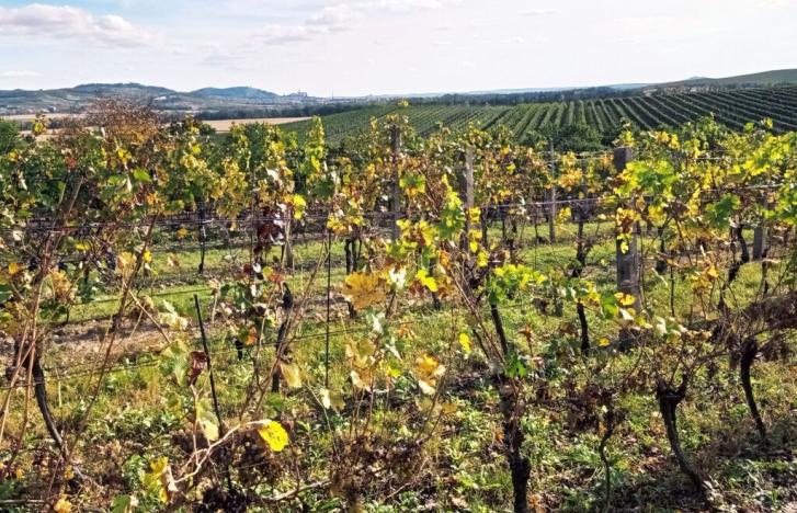 Prodej sadu/vinice, Dolní Dunajovice, 867 m2