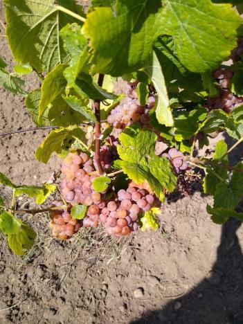 Prodej sadu/vinice, Valtice, 5491 m2