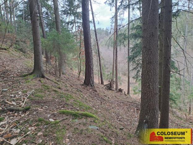 Prodej lesa, Letovice, 12020 m2