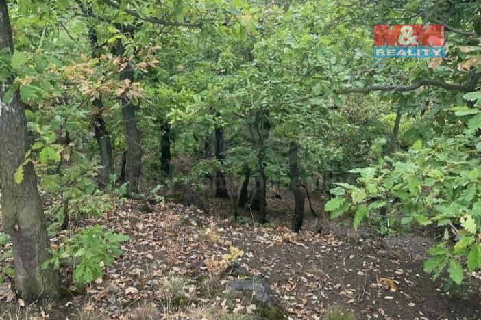 Prodej lesa, Bílina, 7458 m2
