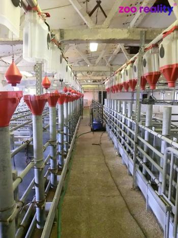 Prodej obchodního prostoru, Majdalena, 2000 m2