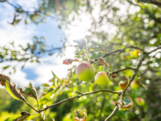 Prodej zahrady, Osvětimany, 1799 m2