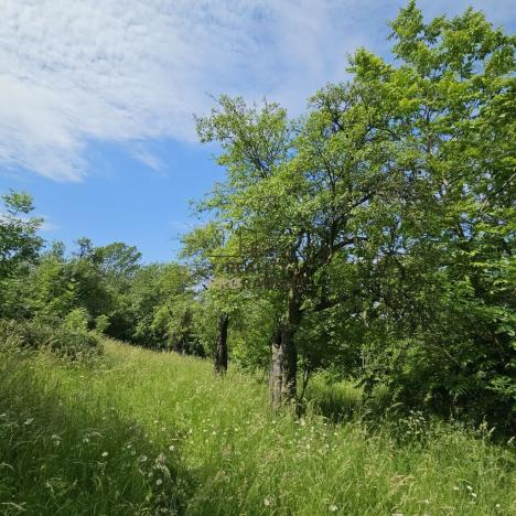 Prodej sadu/vinice, Koryčany, 4253 m2