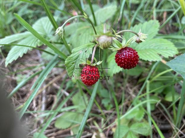 Prodej sadu/vinice, Koryčany, 4253 m2
