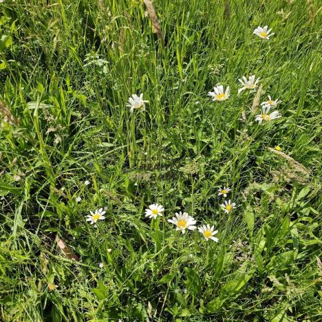 Prodej sadu/vinice, Koryčany, 4253 m2