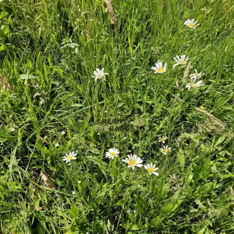 Prodej sadu/vinice, Koryčany, 4253 m2