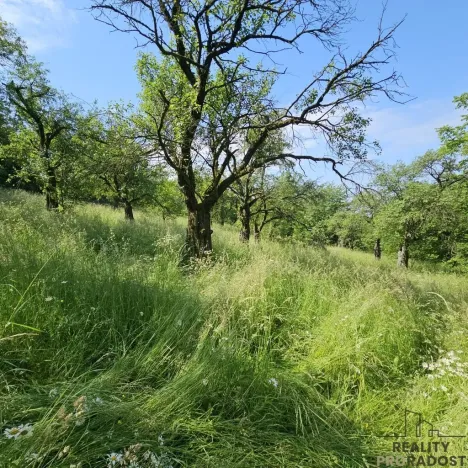 Prodej sadu/vinice, Koryčany, 4253 m2