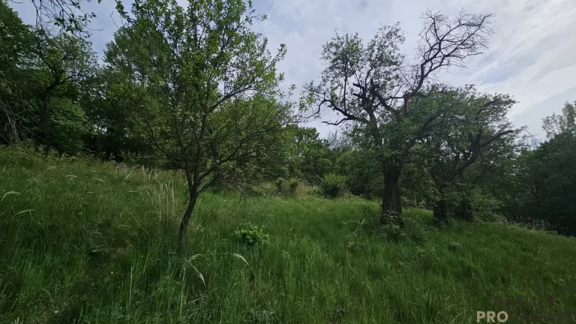 Prodej sadu/vinice, Koryčany, 4253 m2