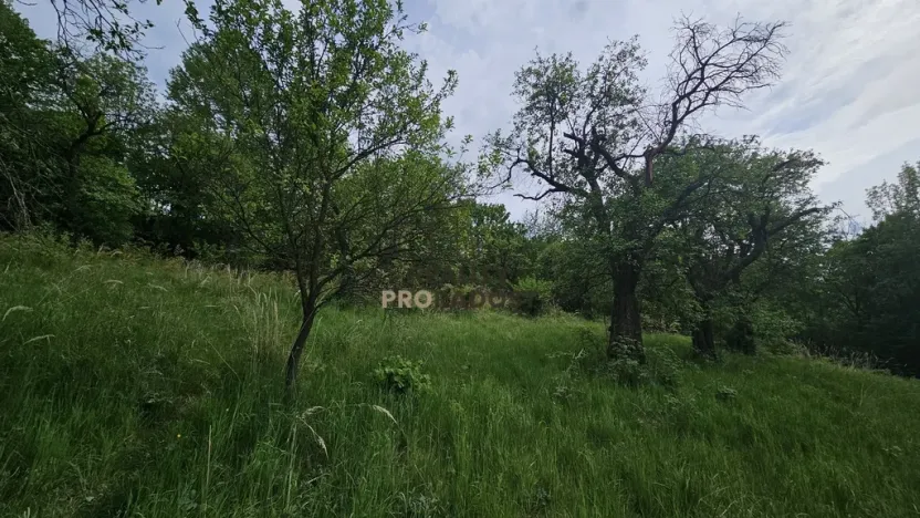 Prodej sadu/vinice, Koryčany, 4253 m2