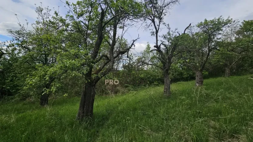 Prodej sadu/vinice, Koryčany, 4253 m2
