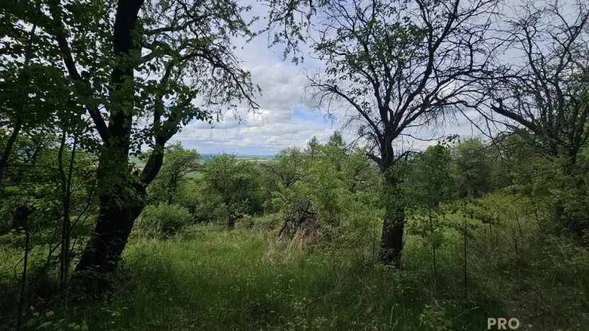 Prodej sadu/vinice, Koryčany, 4253 m2