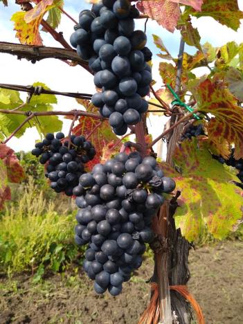 Prodej sadu/vinice, Hlohovec, 7741 m2