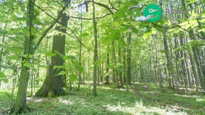 Prodej lesa, Ženklava, 15096 m2