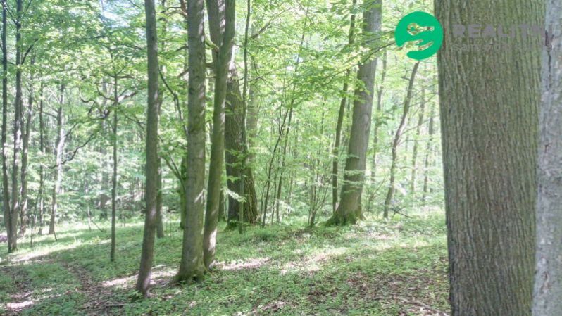 Prodej lesa, Ženklava, 15096 m2