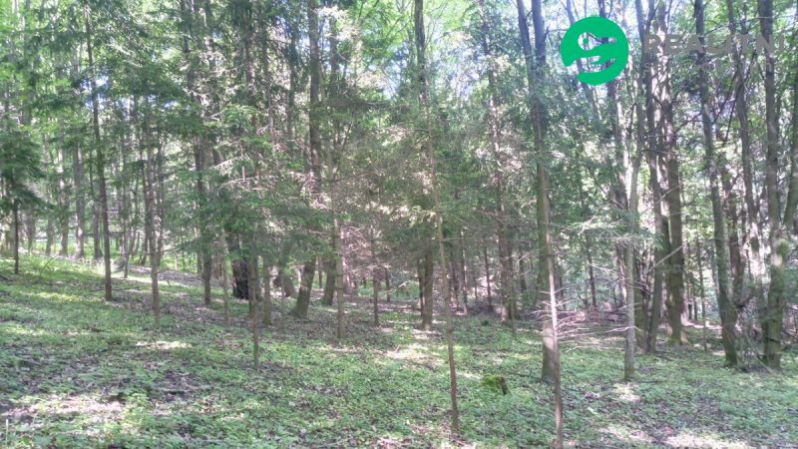 Prodej lesa, Ženklava, 15096 m2