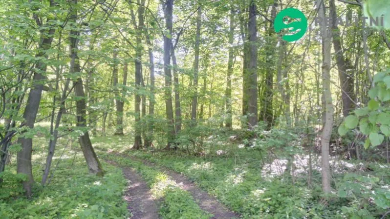 Prodej lesa, Ženklava, 15096 m2
