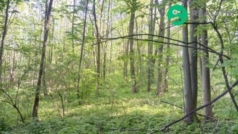 Prodej lesa, Ženklava, 15096 m2