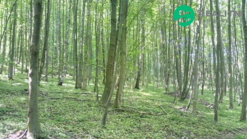 Prodej lesa, Ženklava, 15096 m2
