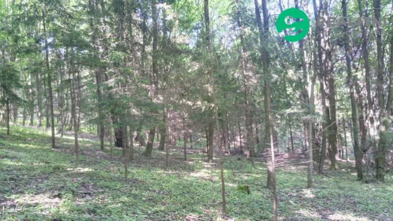 Prodej lesa, Ženklava, 15096 m2