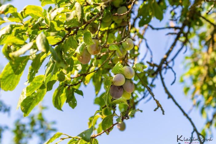 Prodej rodinného domu, Slavkov, 80 m2
