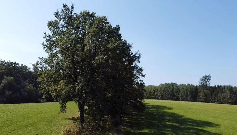 Prodej trvalého travního porostu, Nedabyle, 4295 m2