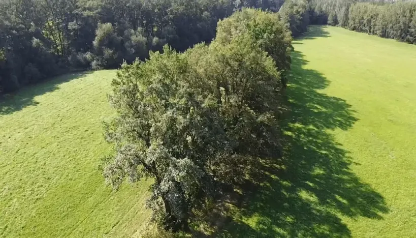 Prodej trvalého travního porostu, Nedabyle, 4295 m2