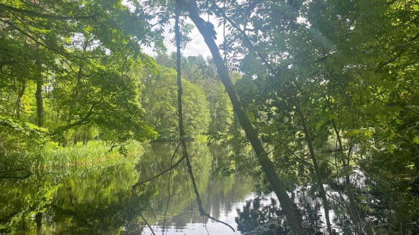 Prodej louky, Chlum u Třeboně - Žíteč, 360000 m2