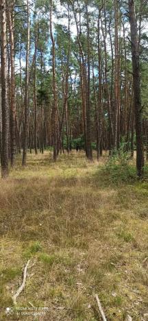 Prodej lesa, Stará Lysá, 11978 m2