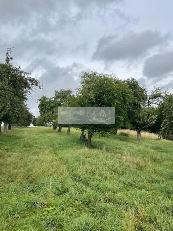 Prodej sadu/vinice, Velké Všelisy - Zamachy, 11900 m2