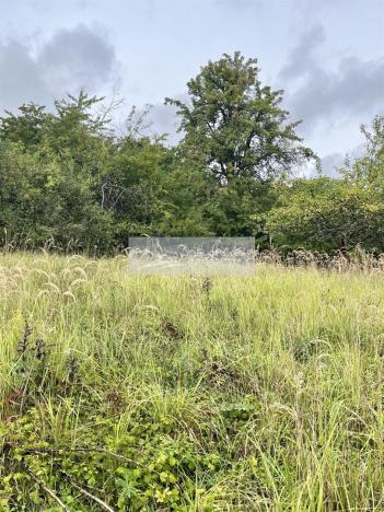 Prodej sadu/vinice, Velké Všelisy - Zamachy, 11900 m2