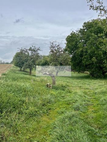 Prodej sadu/vinice, Velké Všelisy - Zamachy, 11900 m2